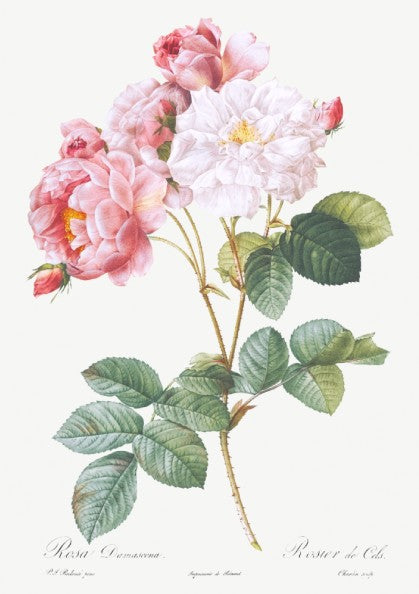 Pierre-Joseph Redouté "Rosa × damascena" poster featuring pink and white roses with green leaves.