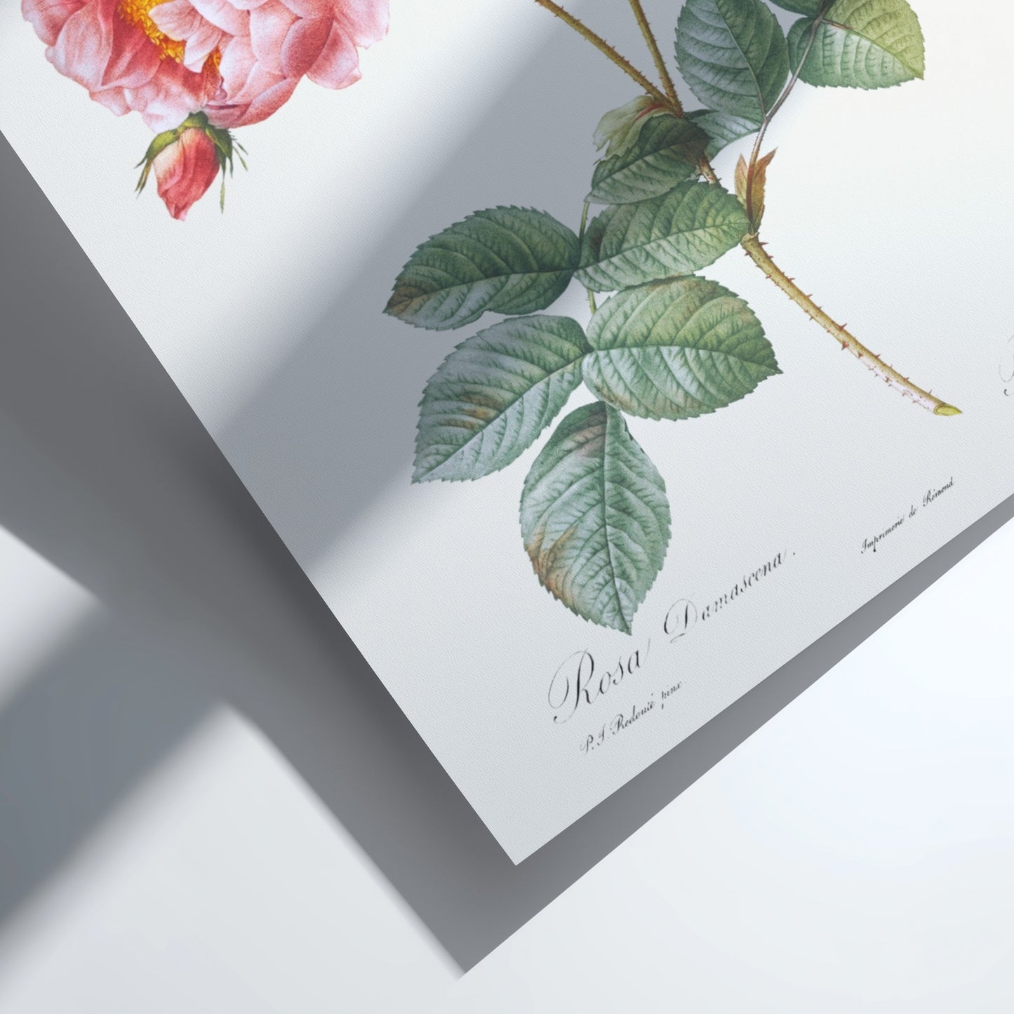 Pierre-Joseph Redouté "Rosa × damascena" poster featuring pink and white roses with green leaves.
