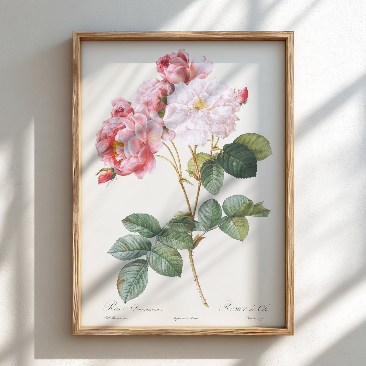 Pierre-Joseph Redouté "Rosa × damascena" poster featuring pink and white roses with green leaves.