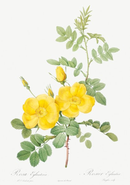 Vintage botanical art poster of yellow Sweetbriar roses and green leaves by Pierre-Joseph Redouté.