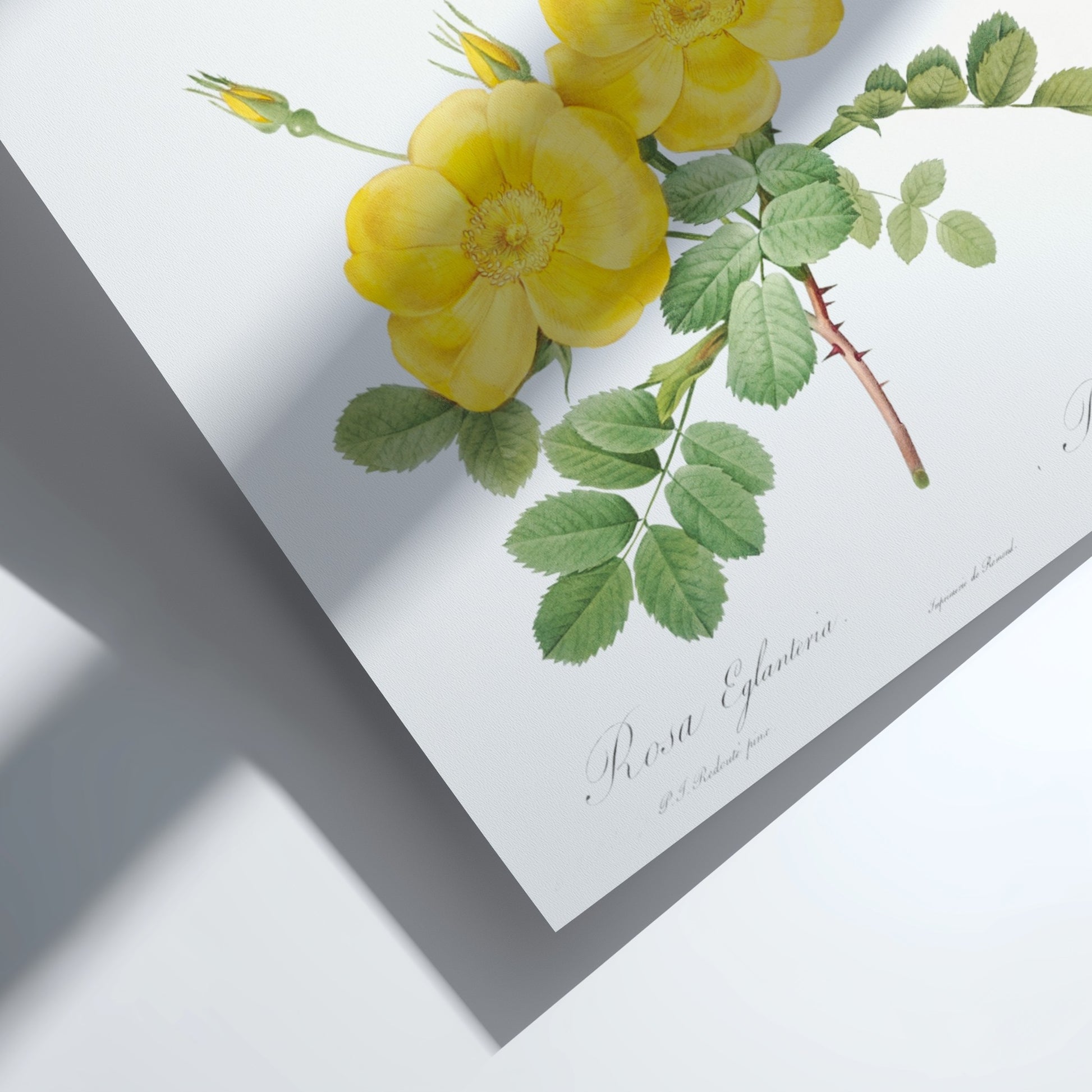 Vintage botanical art poster of yellow Sweetbriar roses and green leaves by Pierre-Joseph Redouté.