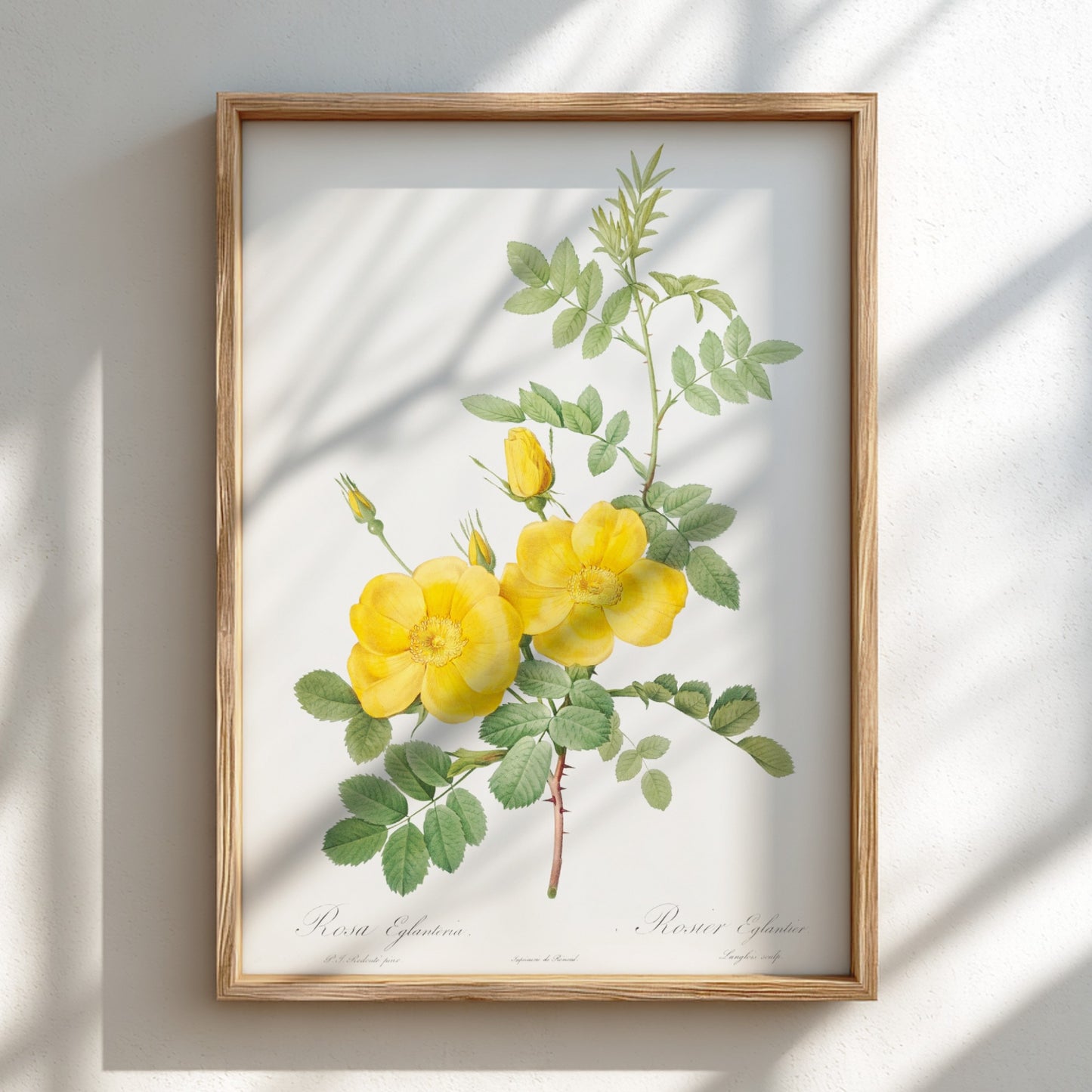 Vintage botanical art poster of yellow Sweetbriar roses and green leaves by Pierre-Joseph Redouté.