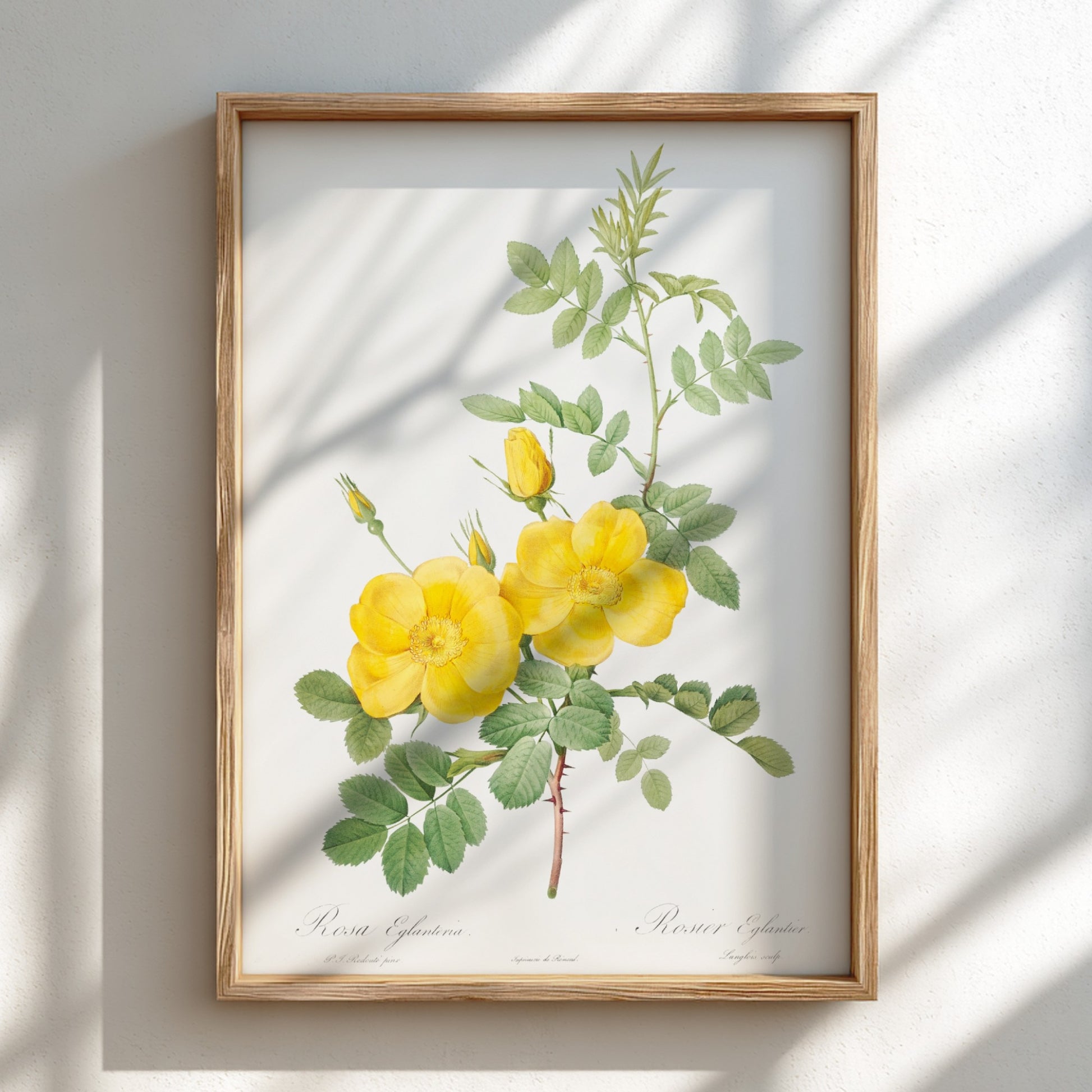 Vintage botanical art poster of yellow Sweetbriar roses and green leaves by Pierre-Joseph Redouté.