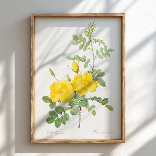 Vintage botanical art poster of yellow Sweetbriar roses and green leaves by Pierre-Joseph Redouté.