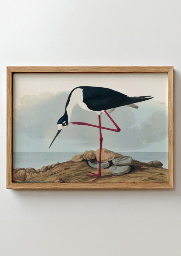 Long-legged avocet art poster featuring black and white bird illustration, nature theme, soft colors, Audubon
