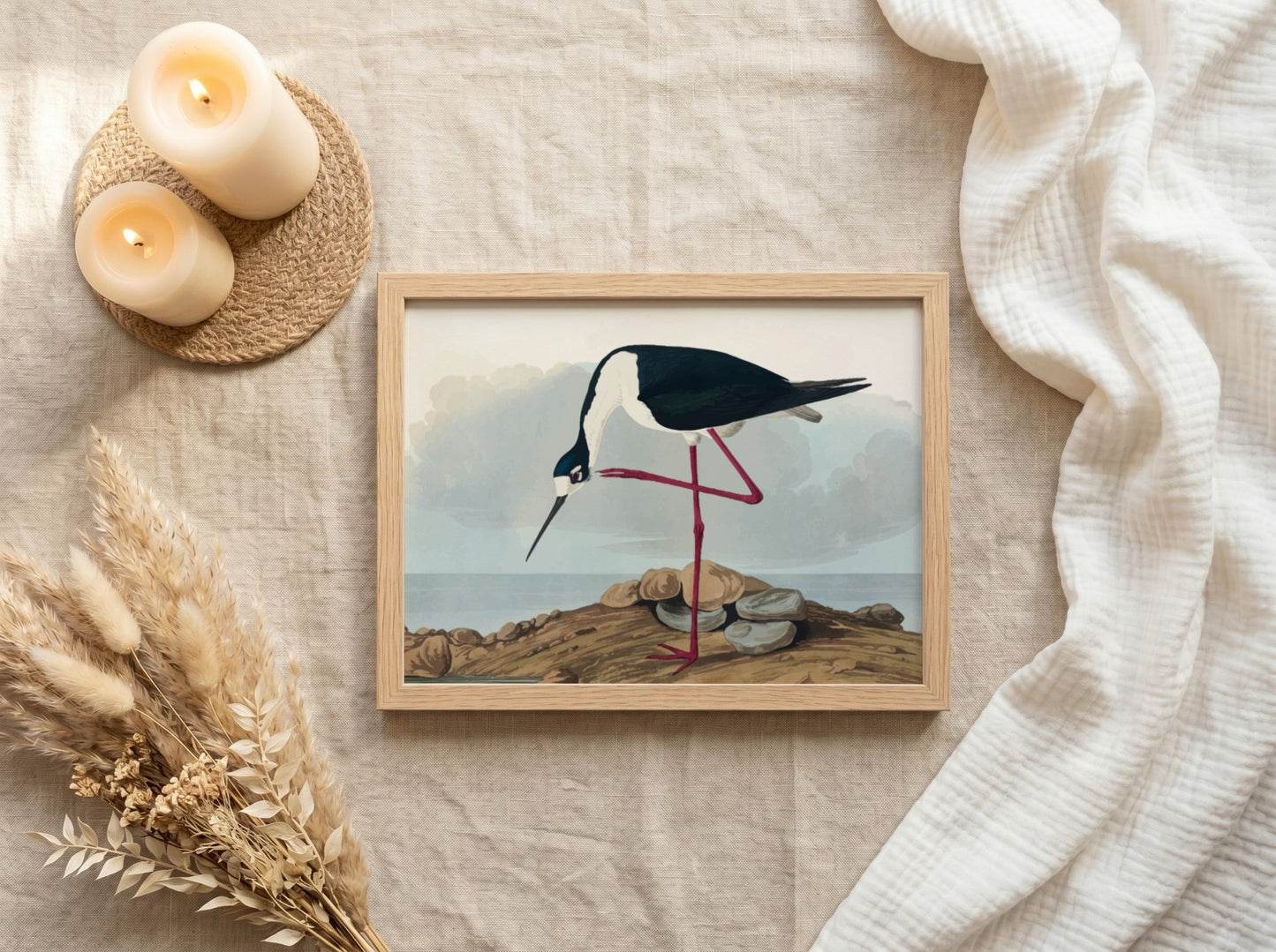 Long-legged avocet art poster featuring black and white bird illustration, nature theme, soft colors, Audubon