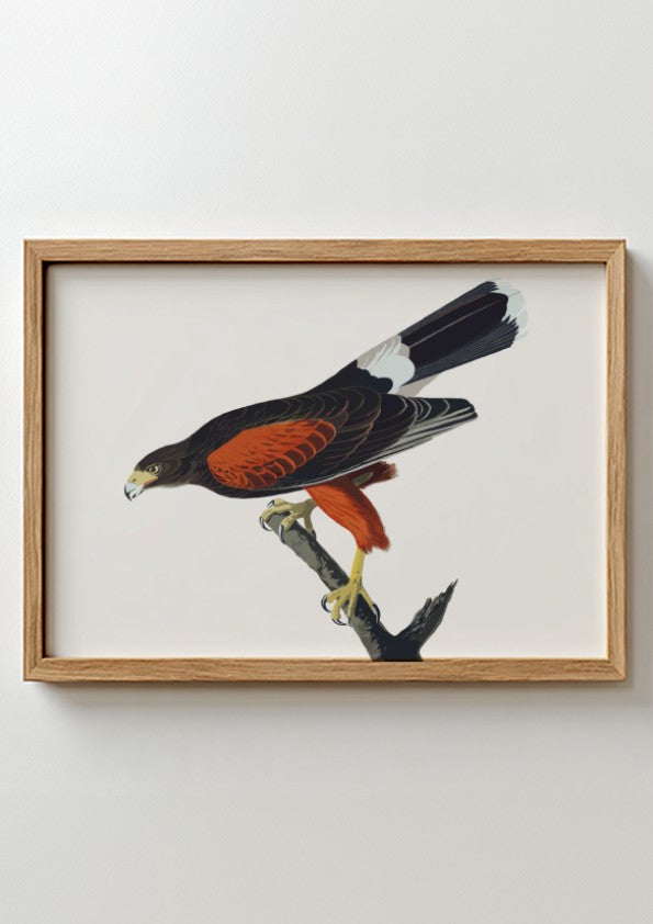 Louisiana Hawk poster featuring rich colors and intricate details, nature art print for wall decor