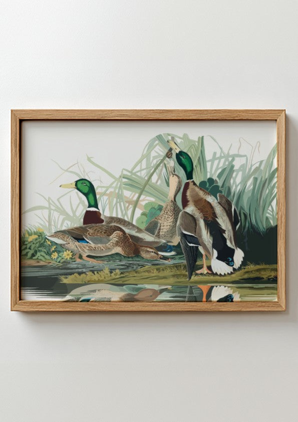 Mallard Duck poster featuring vibrant colors and intricate details, perfect for nature wall art and wildlife
