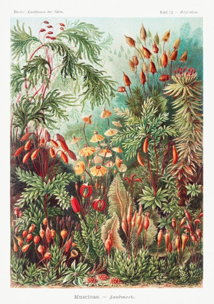 Vintage "Mosses" poster featuring detailed botanical illustrations of various moss species in greens and reds.