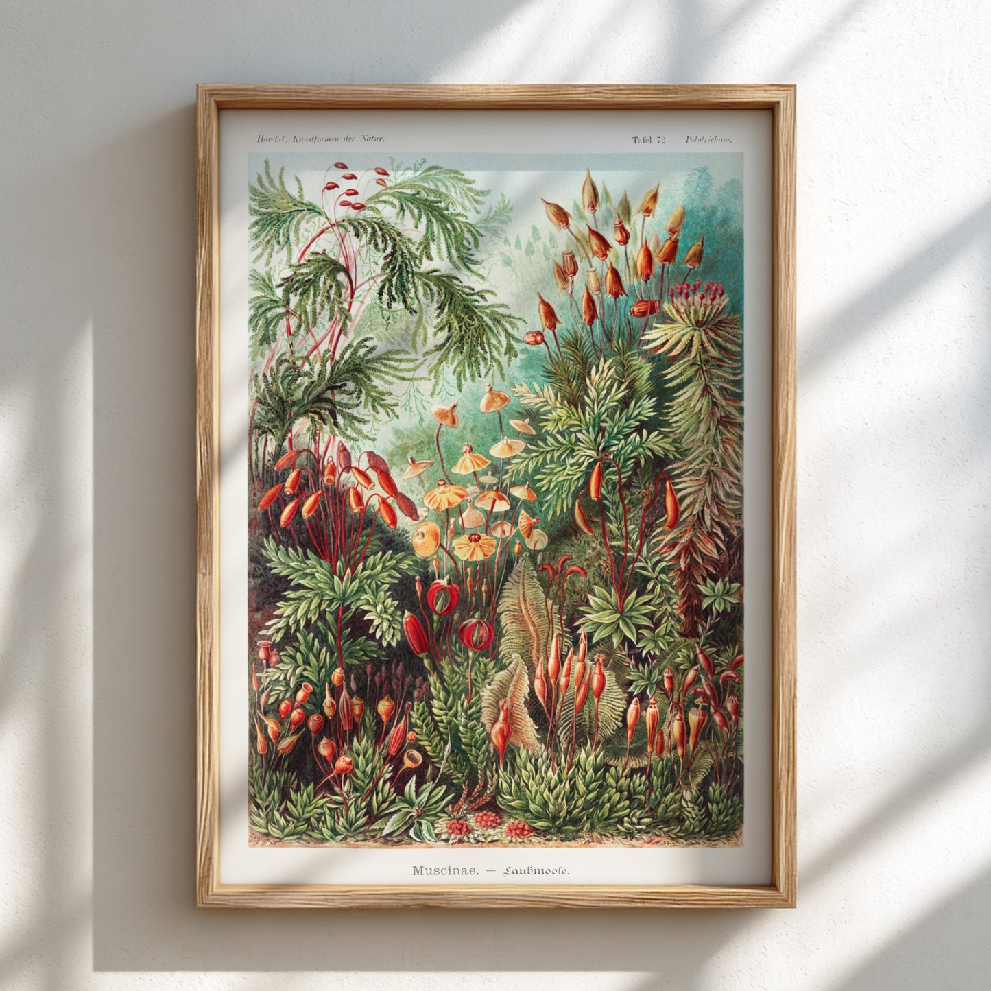 Vintage "Mosses" poster featuring detailed botanical illustrations of various moss species in greens and reds.