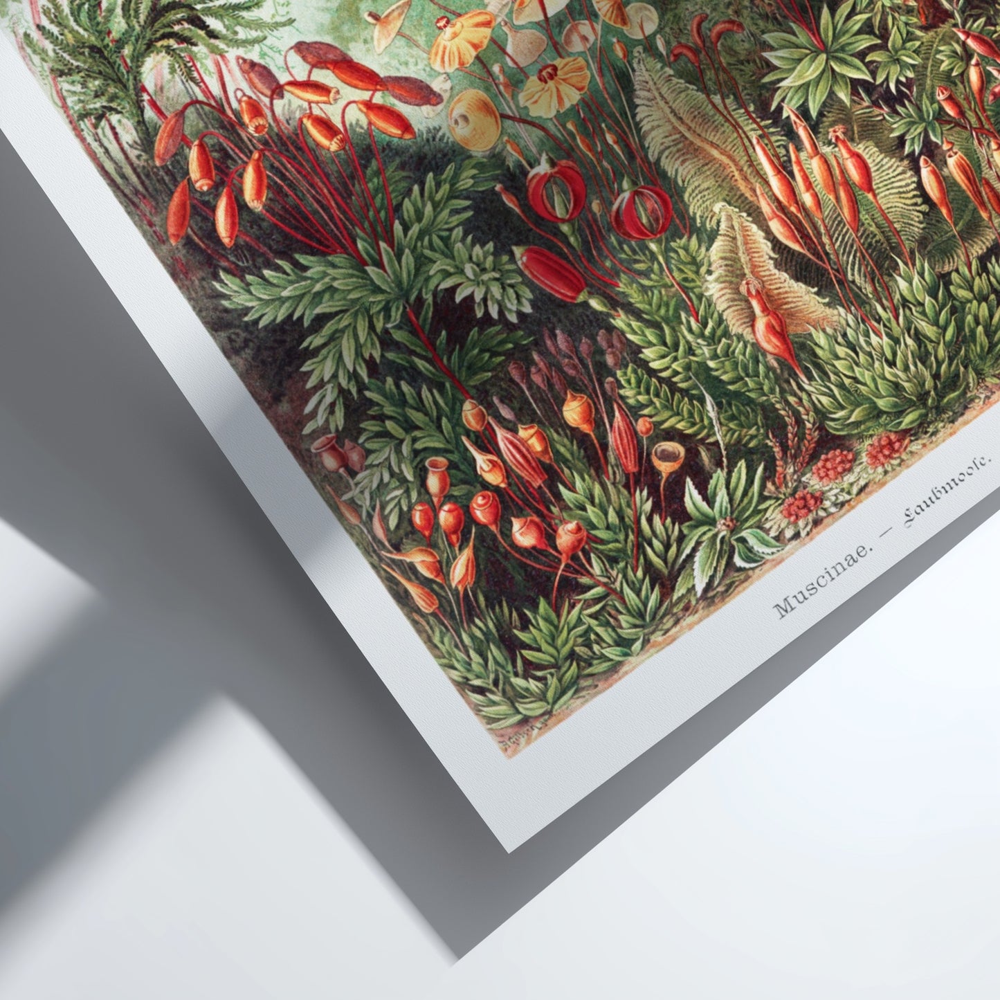 Vintage "Mosses" poster featuring detailed botanical illustrations of various moss species in greens and reds.
