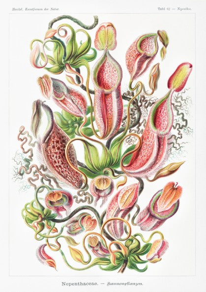 Art poster featuring Ernst Haeckel's detailed botanical illustration of Nepenthes pitcher plants in red,