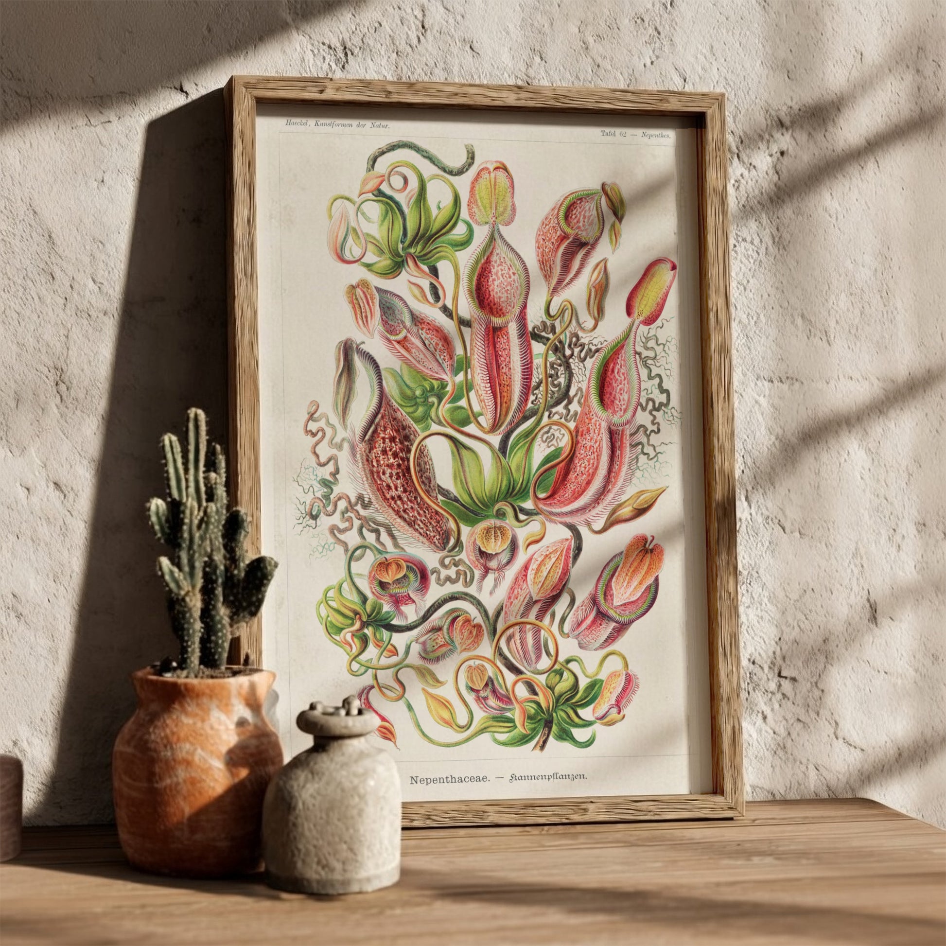 Art poster featuring Ernst Haeckel's detailed botanical illustration of Nepenthes pitcher plants in red,
