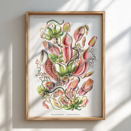 Art poster featuring Ernst Haeckel's detailed botanical illustration of Nepenthes pitcher plants in red,