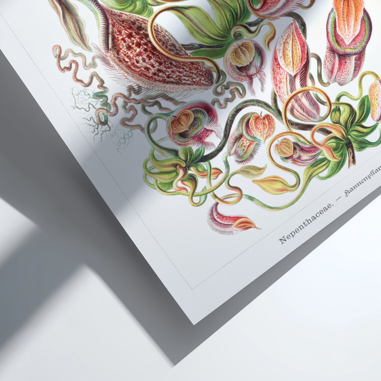 Art poster featuring Ernst Haeckel's detailed botanical illustration of Nepenthes pitcher plants in red,