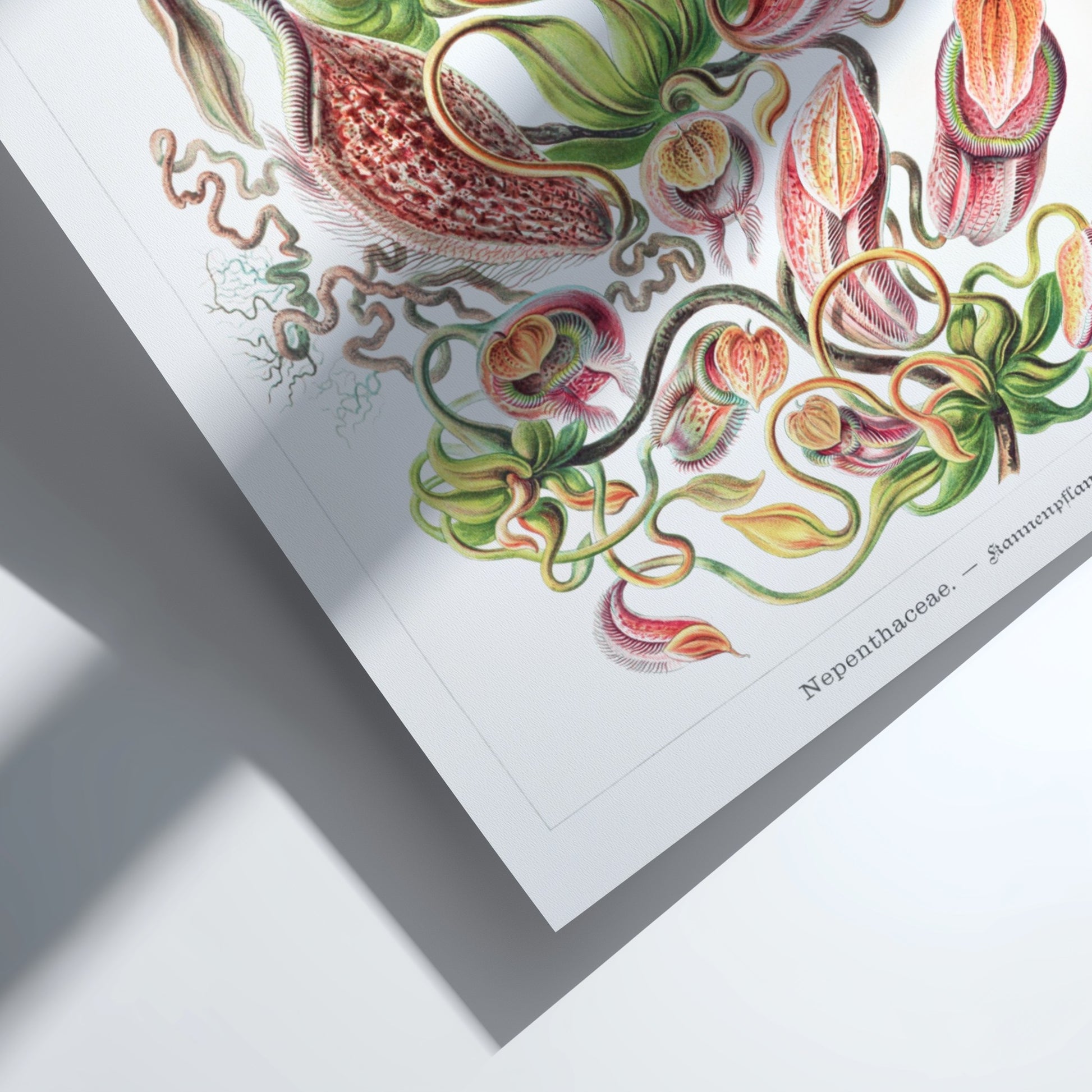 Art poster featuring Ernst Haeckel's detailed botanical illustration of Nepenthes pitcher plants in red,
