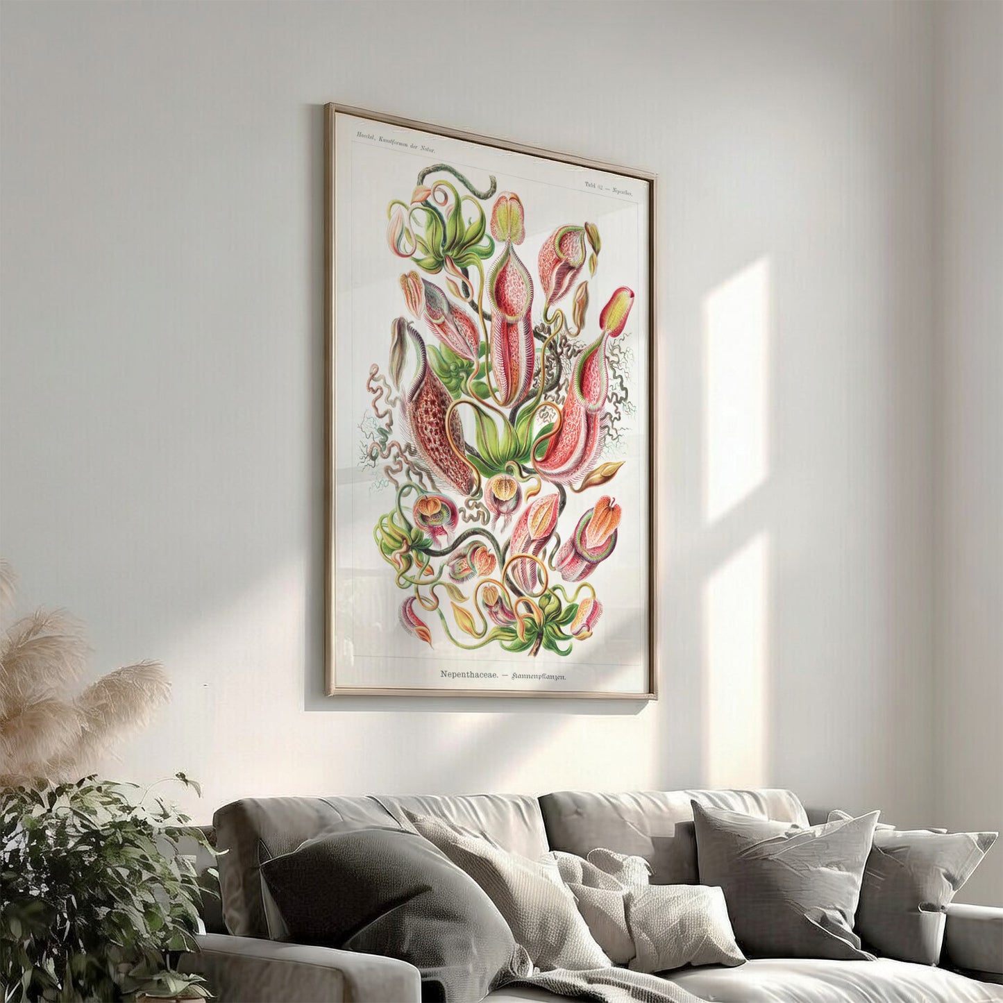 Art poster featuring Ernst Haeckel's detailed botanical illustration of Nepenthes pitcher plants in red,