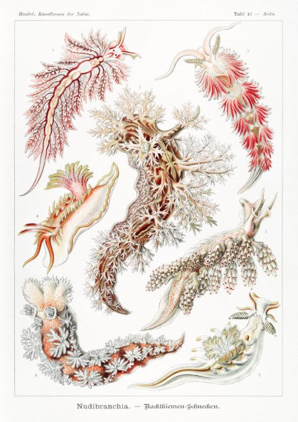 Nudibranchia Sea Slugs Poster featuring vintage scientific illustrations by Ernst Haeckel.
