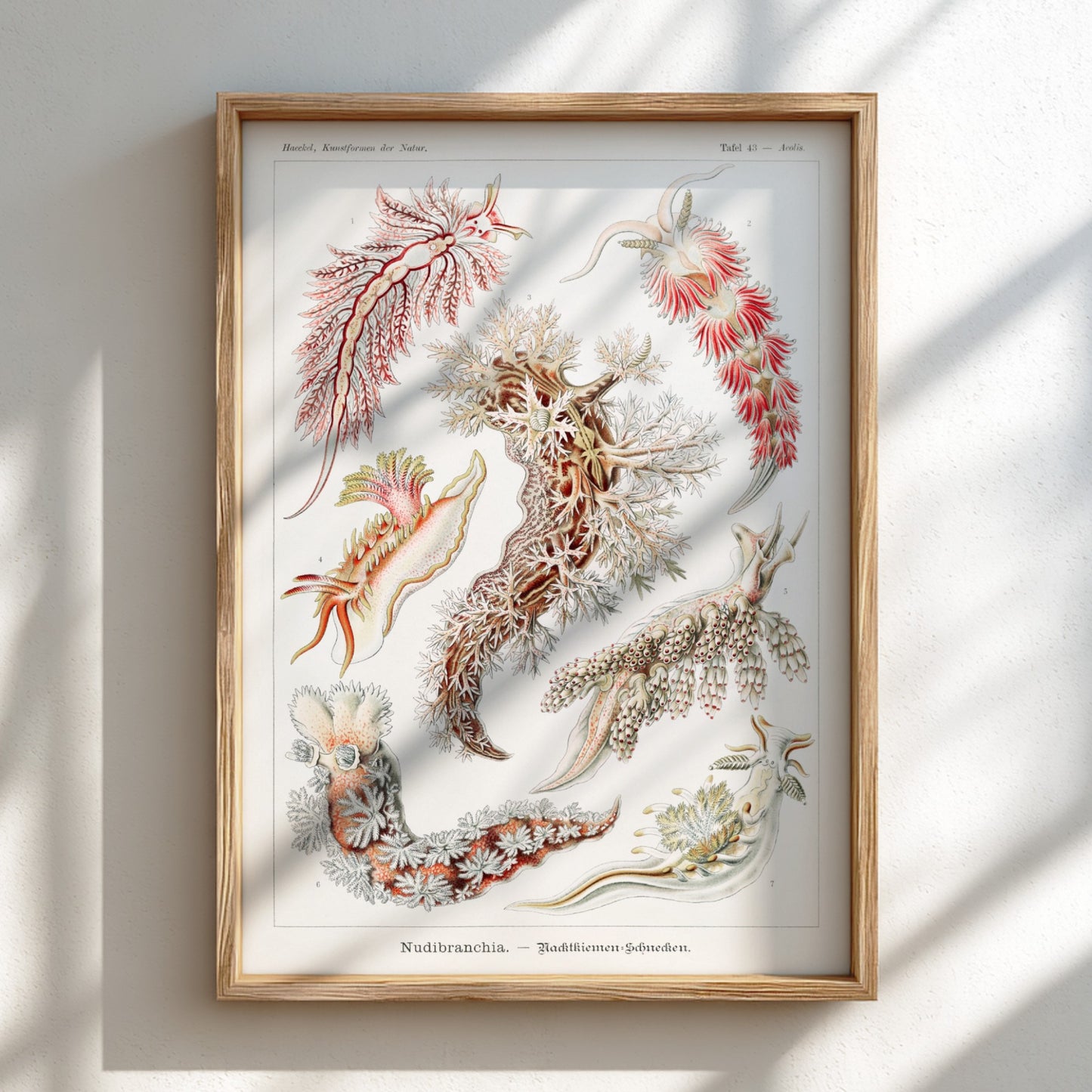 Nudibranchia Sea Slugs Poster featuring vintage scientific illustrations by Ernst Haeckel.