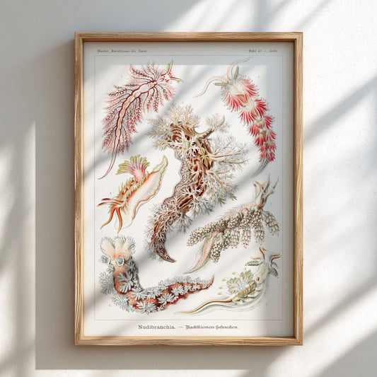 Nudibranchia Sea Slugs Poster featuring vintage scientific illustrations by Ernst Haeckel.