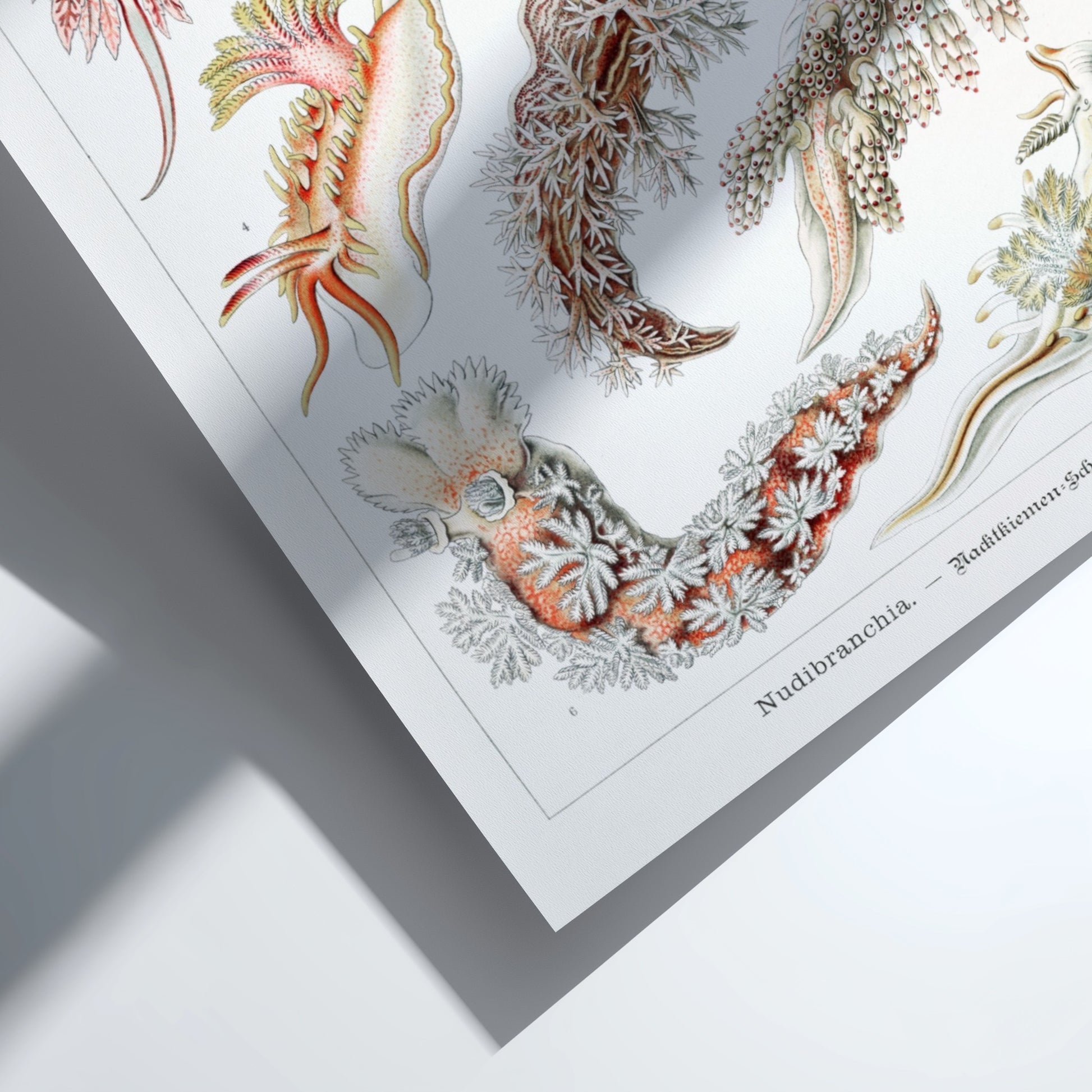 Nudibranchia Sea Slugs Poster featuring vintage scientific illustrations by Ernst Haeckel.