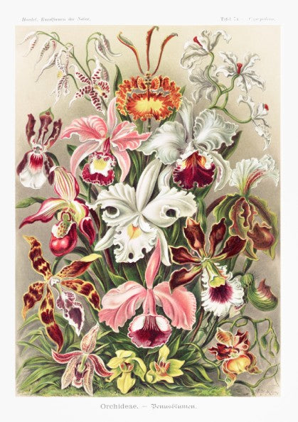 Orchideae - Denusblumen art poster featuring a detailed vintage illustration of various orchid flowers in