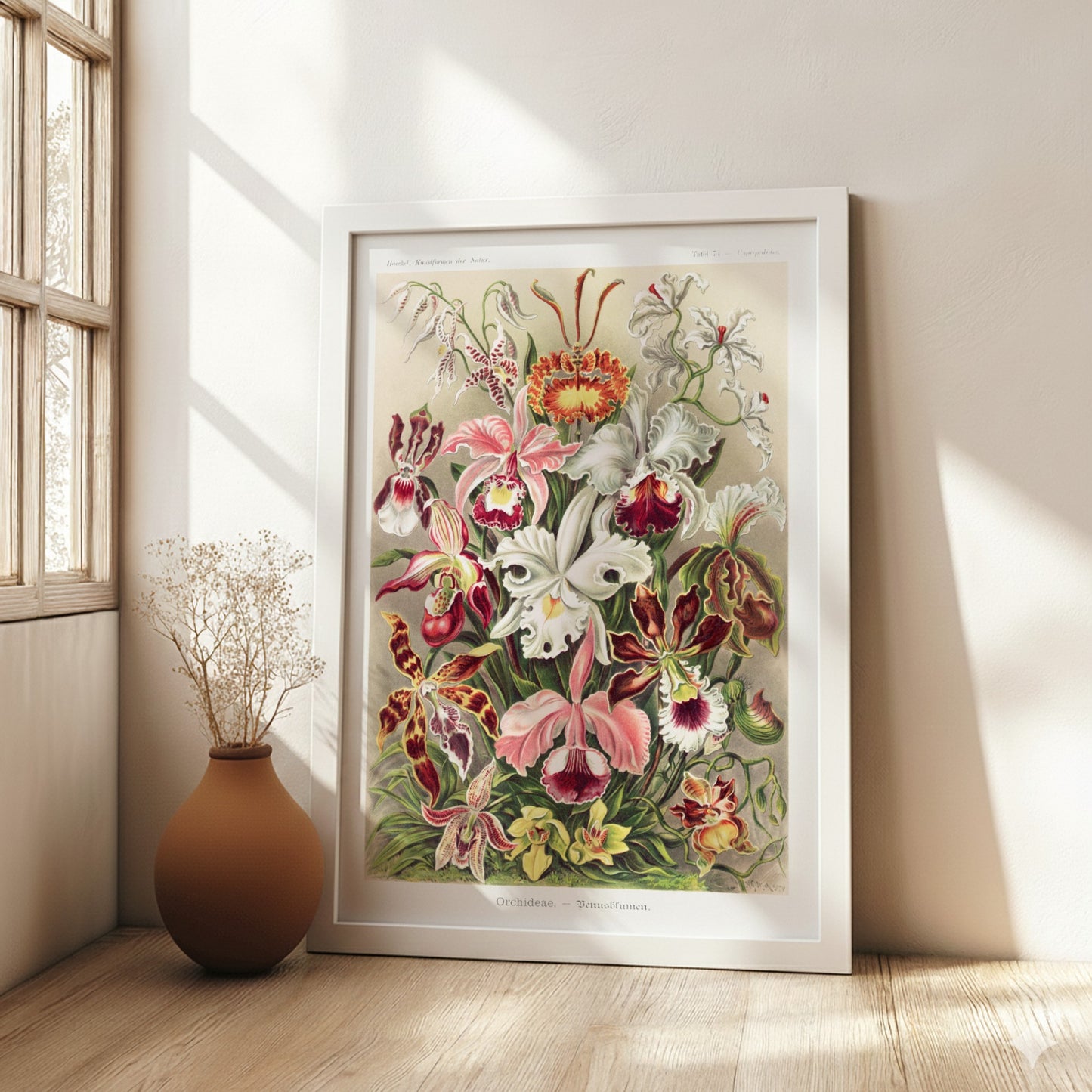 Orchideae - Denusblumen art poster featuring a detailed vintage illustration of various orchid flowers in