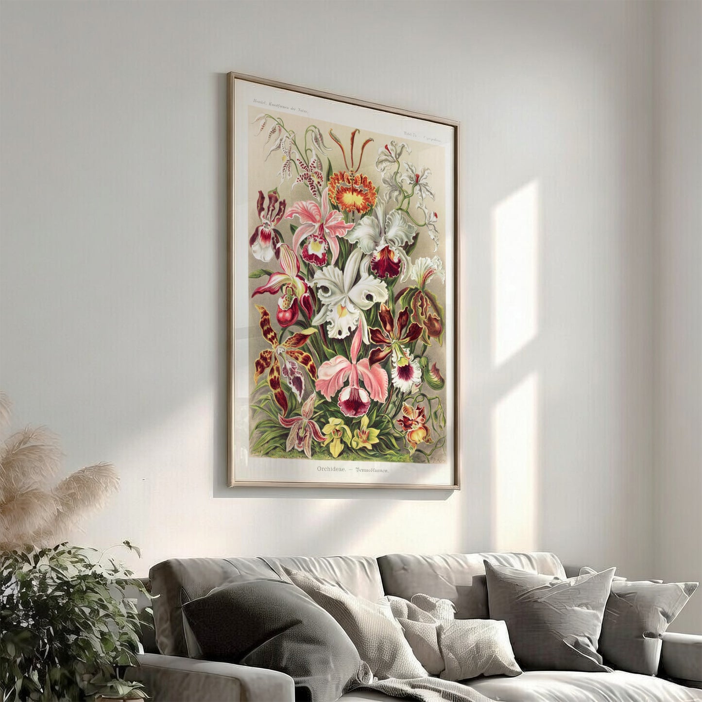 Orchideae - Denusblumen art poster featuring a detailed vintage illustration of various orchid flowers in