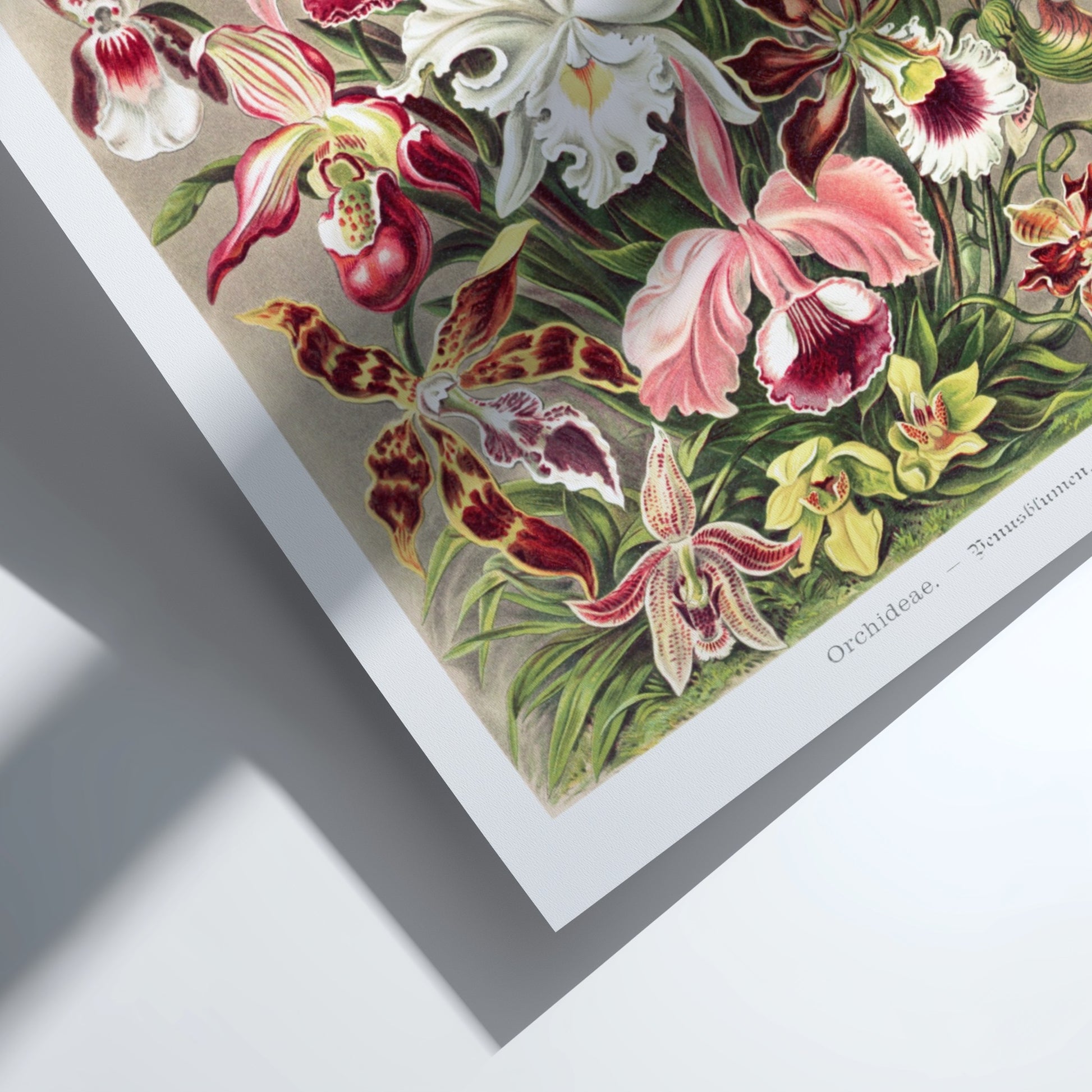 Orchideae - Denusblumen art poster featuring a detailed vintage illustration of various orchid flowers in