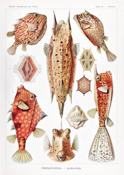Vintage art poster of Ernst Haeckel's "Ostraciontes" scientific illustration of boxfish and marine life.