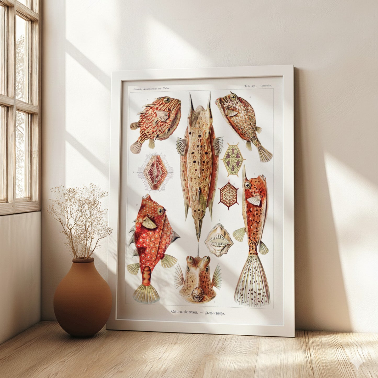 Vintage art poster of Ernst Haeckel's "Ostraciontes" scientific illustration of boxfish and marine life.