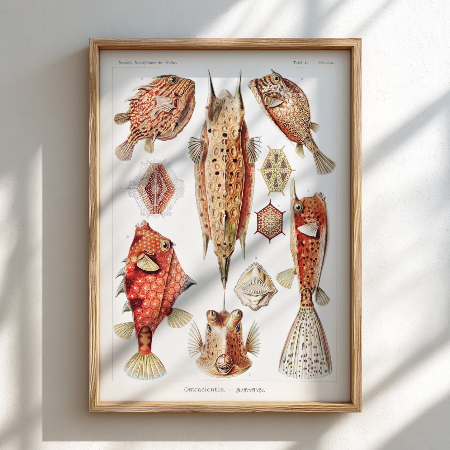 Vintage art poster of Ernst Haeckel's "Ostraciontes" scientific illustration of boxfish and marine life.