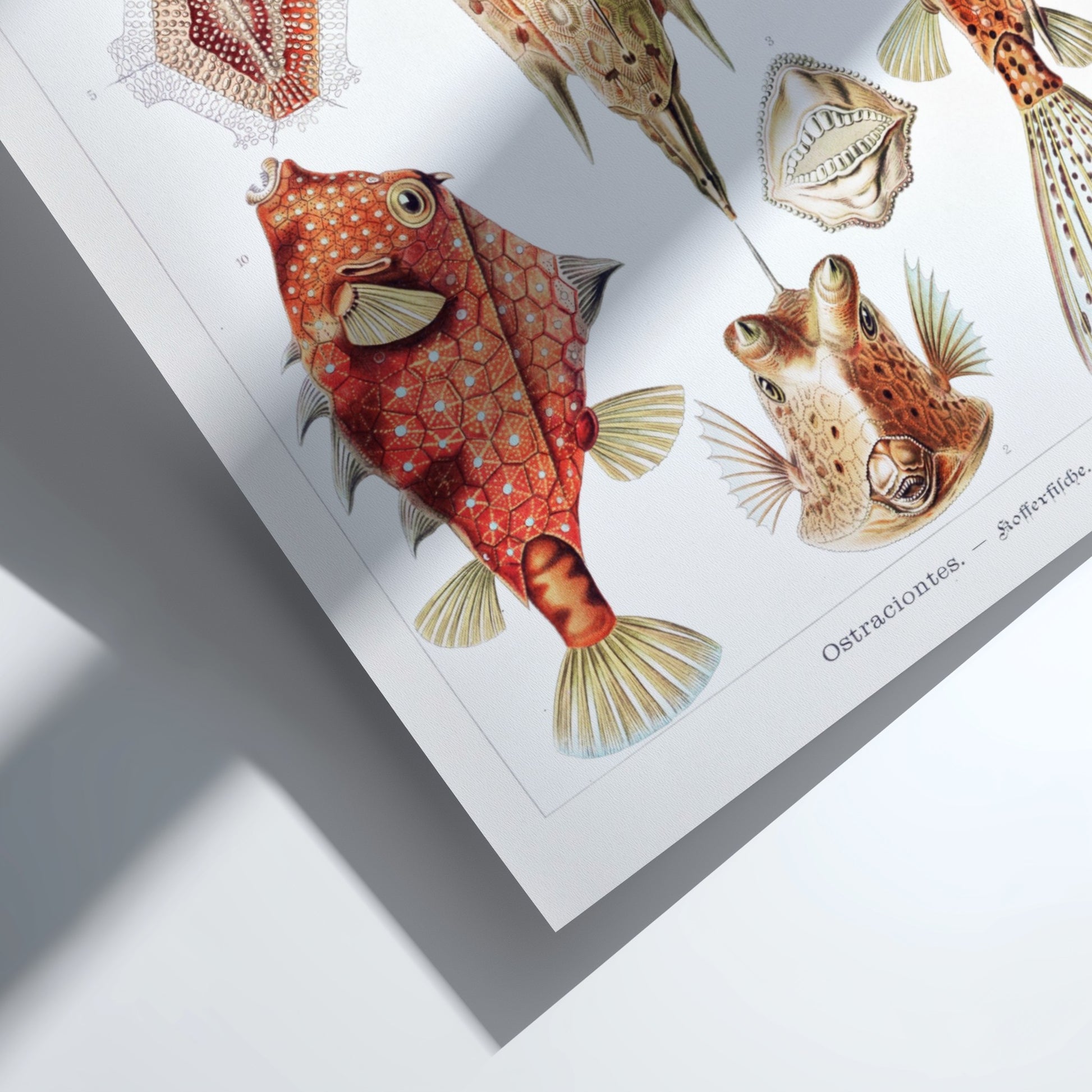 Vintage art poster of Ernst Haeckel's "Ostraciontes" scientific illustration of boxfish and marine life.