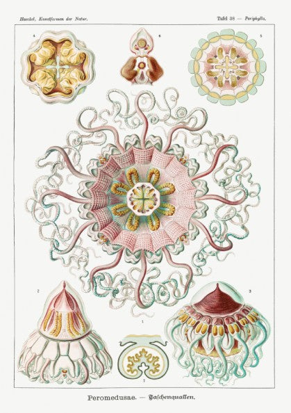 Vintage Peromedusae Jellyfish poster featuring scientific illustration by Ernst Haeckel in pink, green, and