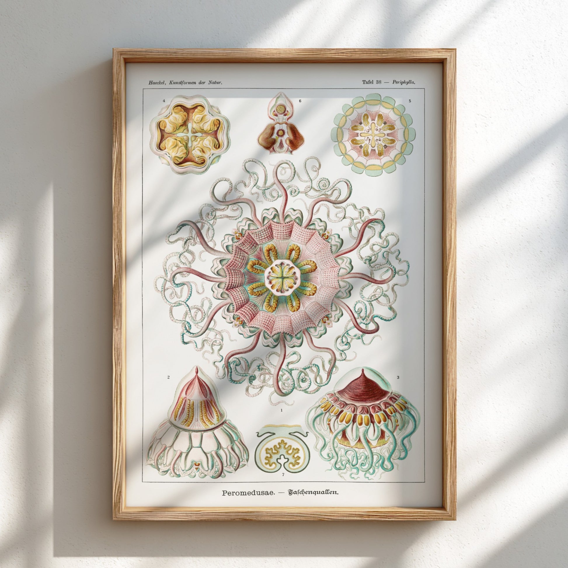 Vintage Peromedusae Jellyfish poster featuring scientific illustration by Ernst Haeckel in pink, green, and