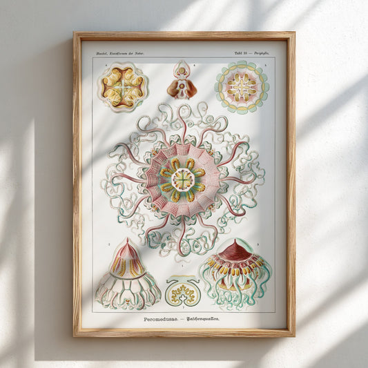 Vintage Peromedusae Jellyfish poster featuring scientific illustration by Ernst Haeckel in pink, green, and