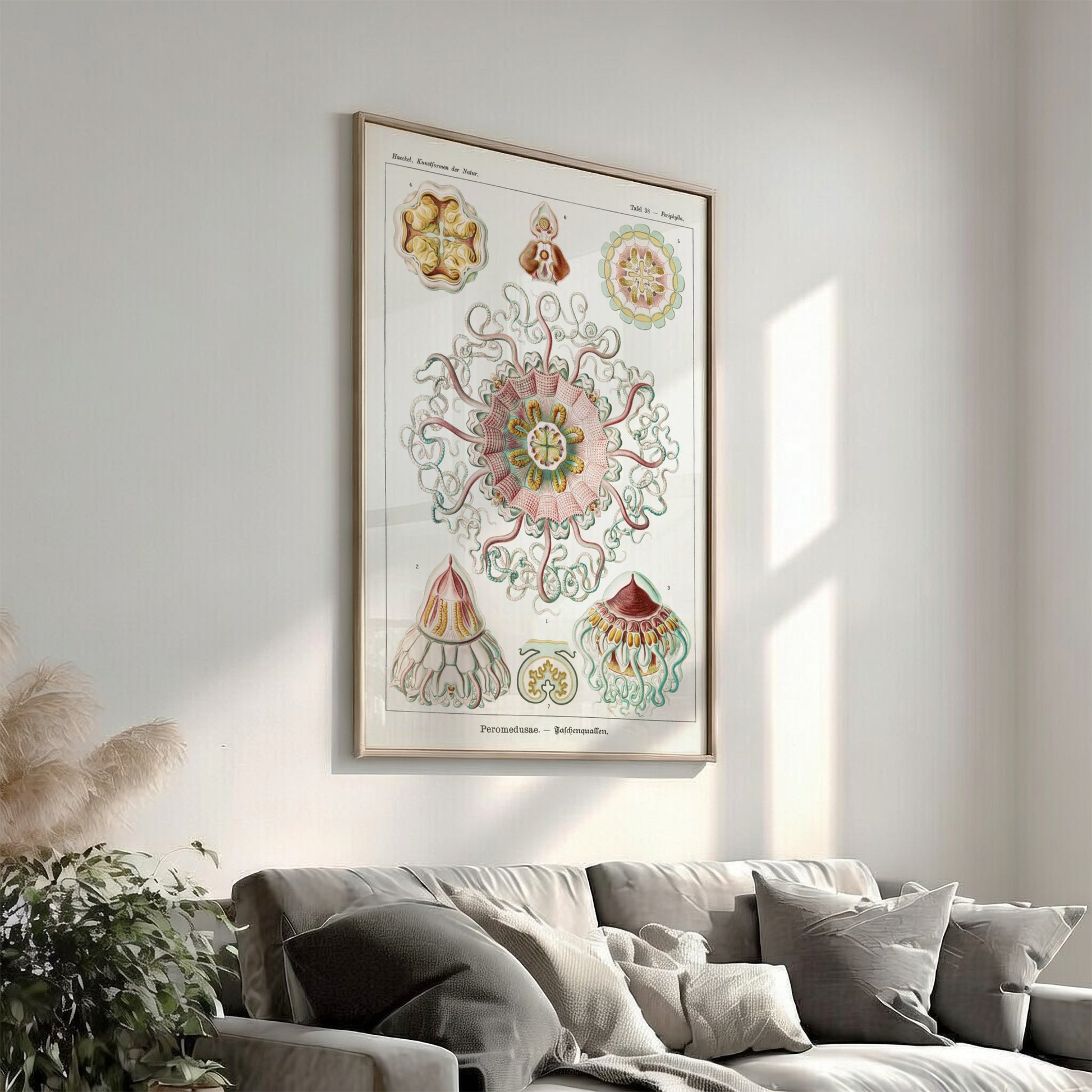 Vintage Peromedusae Jellyfish poster featuring scientific illustration by Ernst Haeckel in pink, green, and