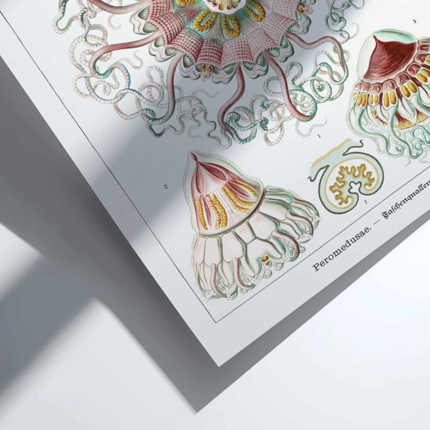 Vintage Peromedusae Jellyfish poster featuring scientific illustration by Ernst Haeckel in pink, green, and
