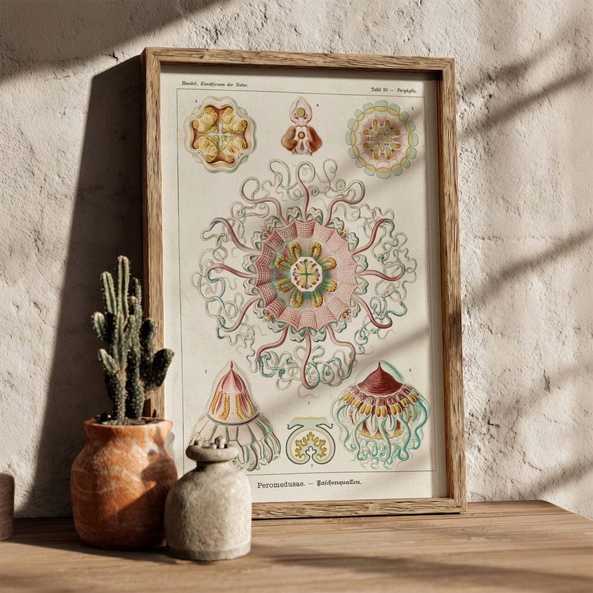 Vintage Peromedusae Jellyfish poster featuring scientific illustration by Ernst Haeckel in pink, green, and