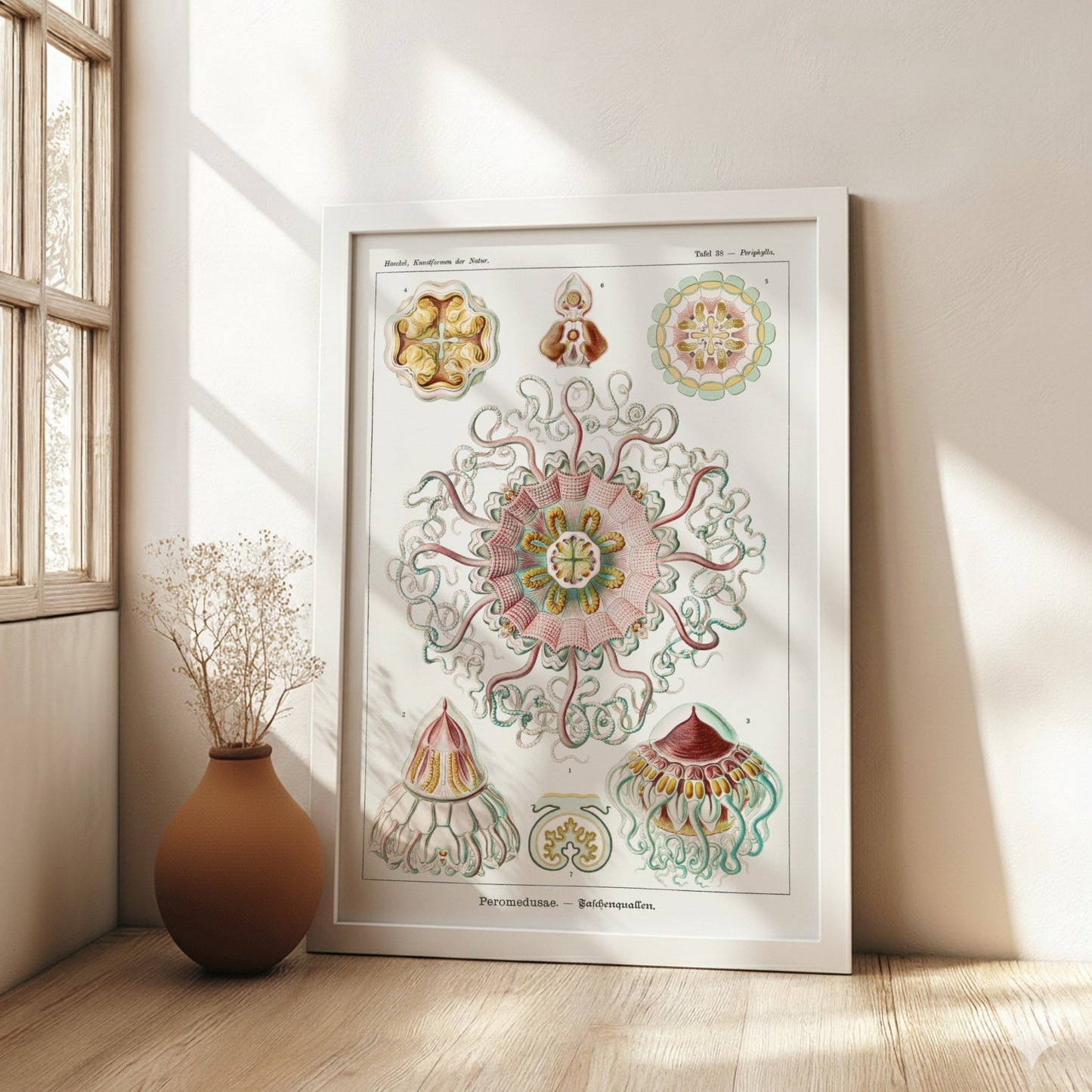 Vintage Peromedusae Jellyfish poster featuring scientific illustration by Ernst Haeckel in pink, green, and