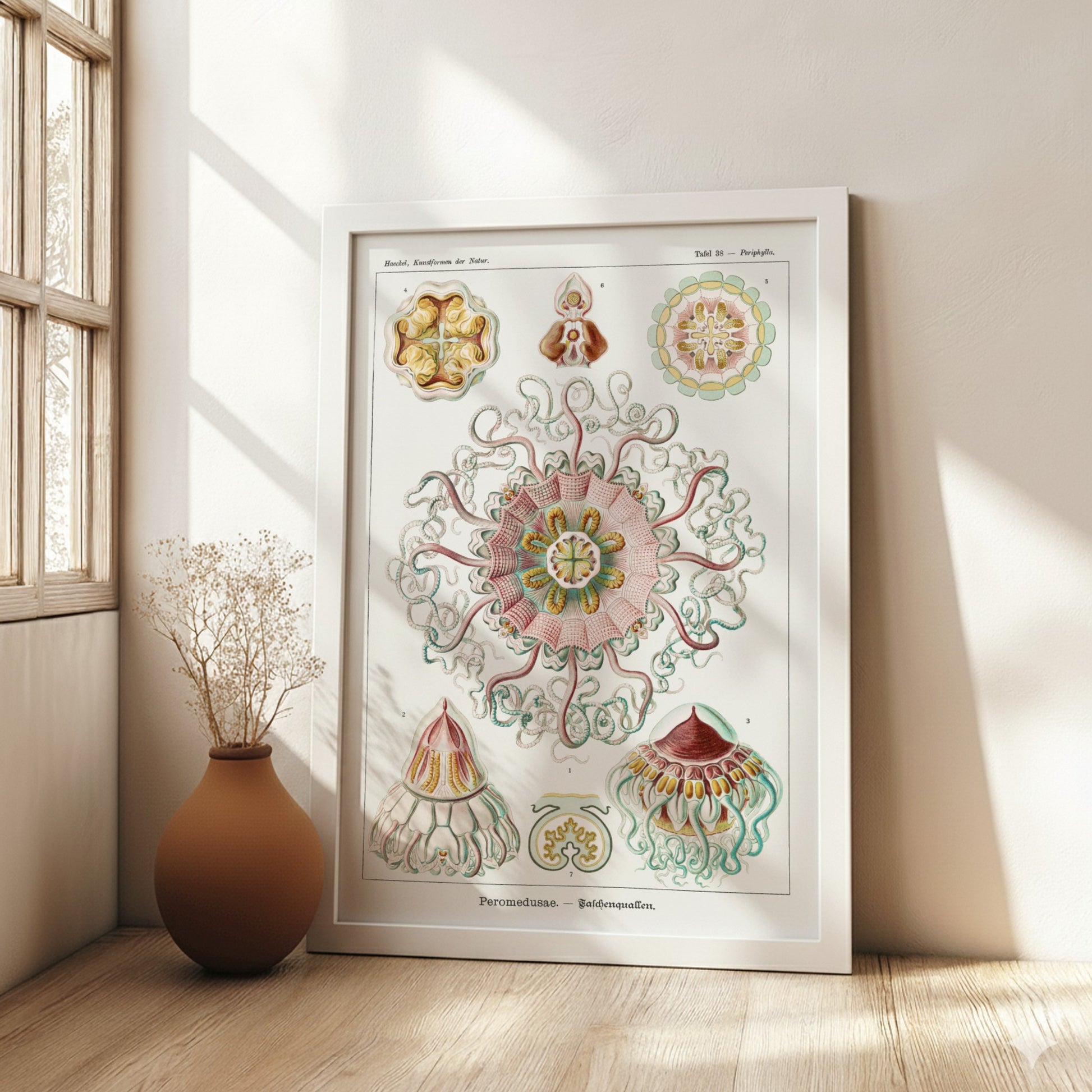 Vintage Peromedusae Jellyfish poster featuring scientific illustration by Ernst Haeckel in pink, green, and