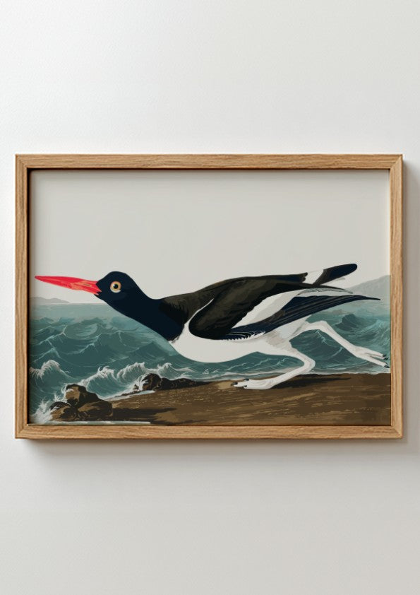 Pied Oystercatcher poster featuring a black and white bird in flight against an ocean backdrop, vintage art