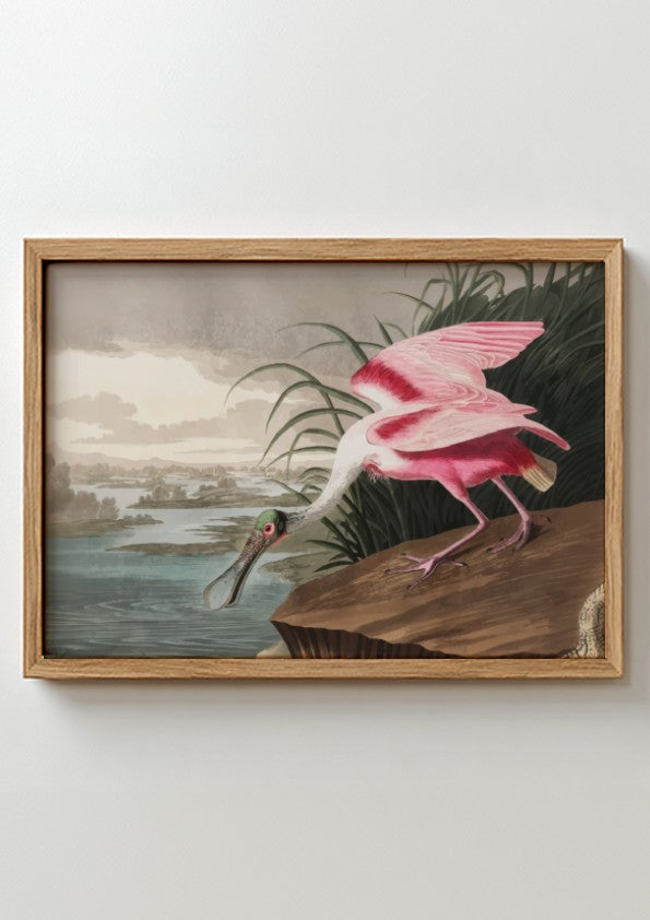 Roseate Spoonbill art poster featuring pink hues and vintage style, ideal for nature decor