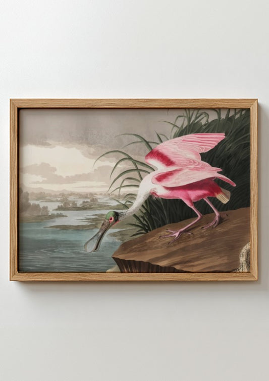 Roseate Spoonbill art poster featuring pink hues and vintage style, ideal for nature decor