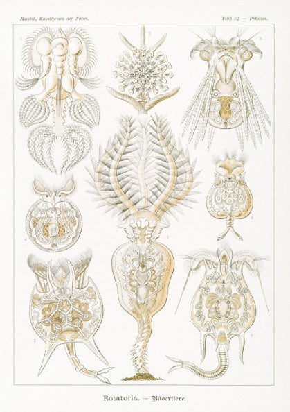 Vintage science art poster featuring detailed illustrations of Rotatoria Rädertiere by Ernst Haeckel.