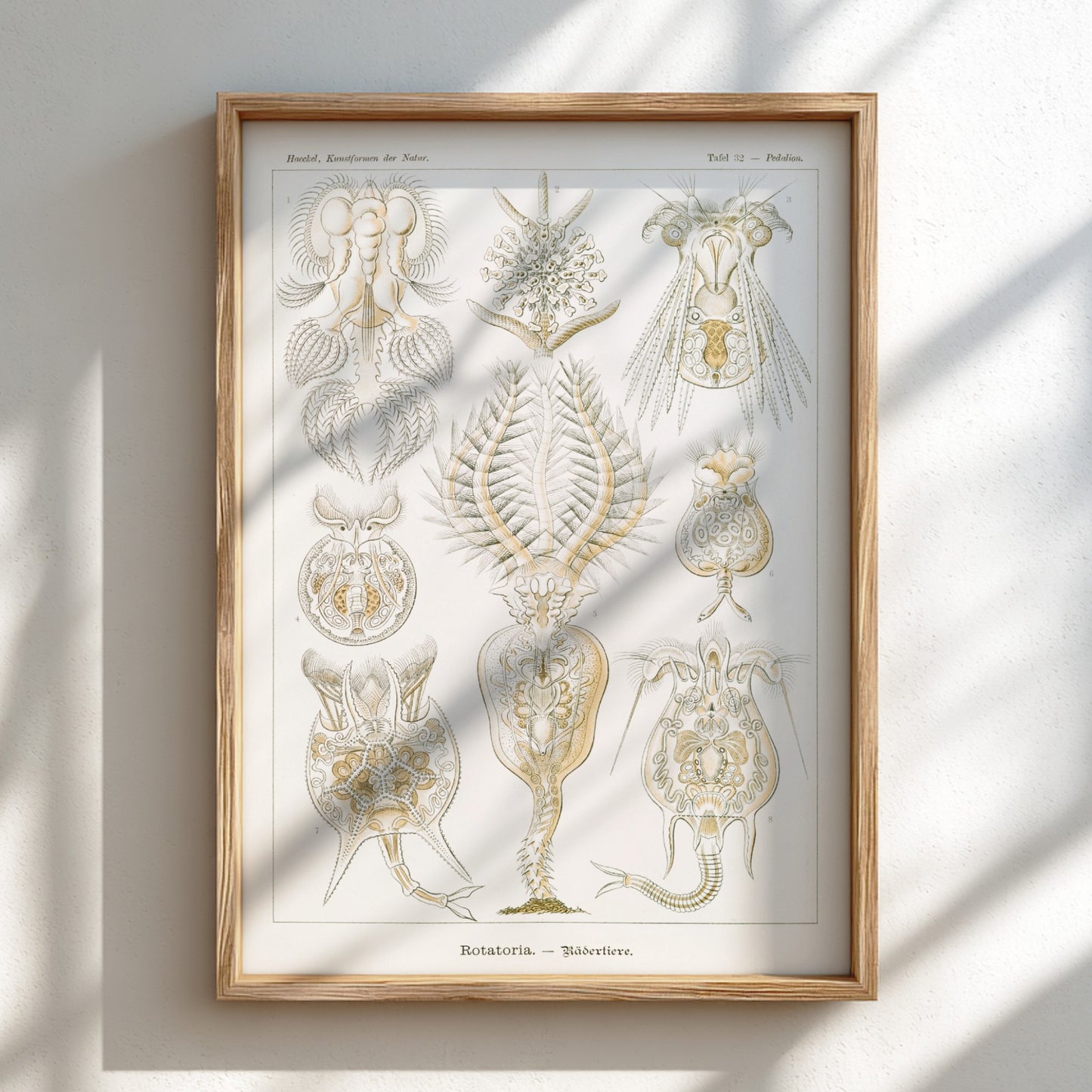 Vintage science art poster featuring detailed illustrations of Rotatoria Rädertiere by Ernst Haeckel.