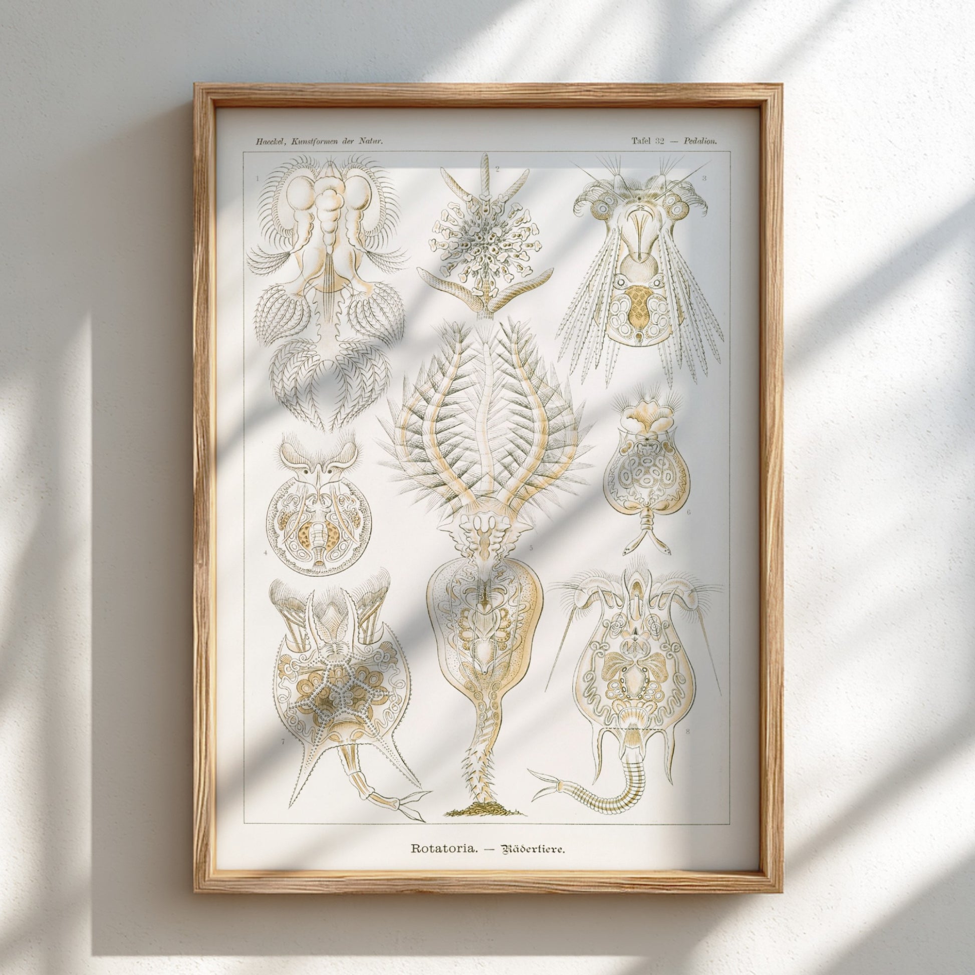 Vintage science art poster featuring detailed illustrations of Rotatoria Rädertiere by Ernst Haeckel.