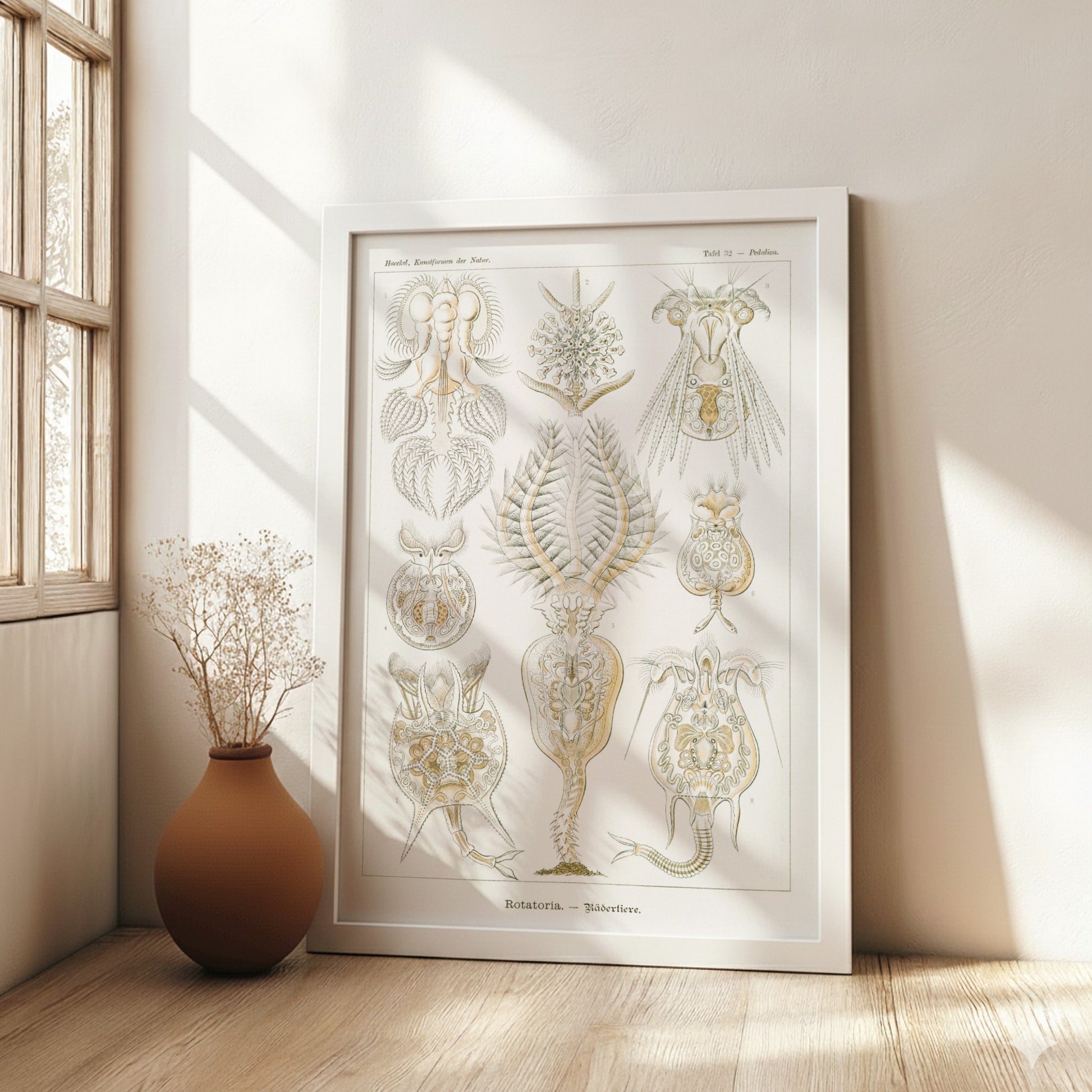 Vintage science art poster featuring detailed illustrations of Rotatoria Rädertiere by Ernst Haeckel.
