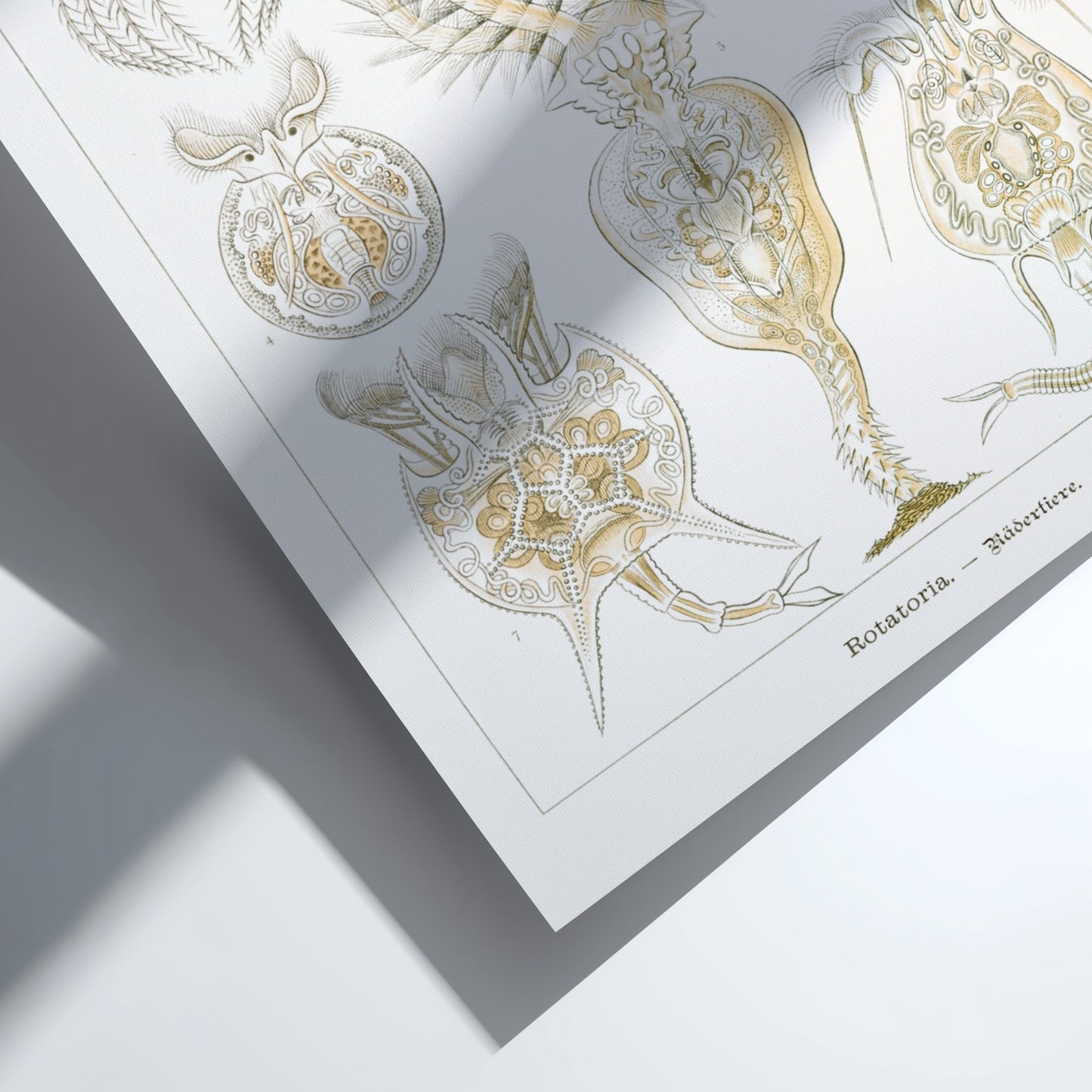 Vintage science art poster featuring detailed illustrations of Rotatoria Rädertiere by Ernst Haeckel.