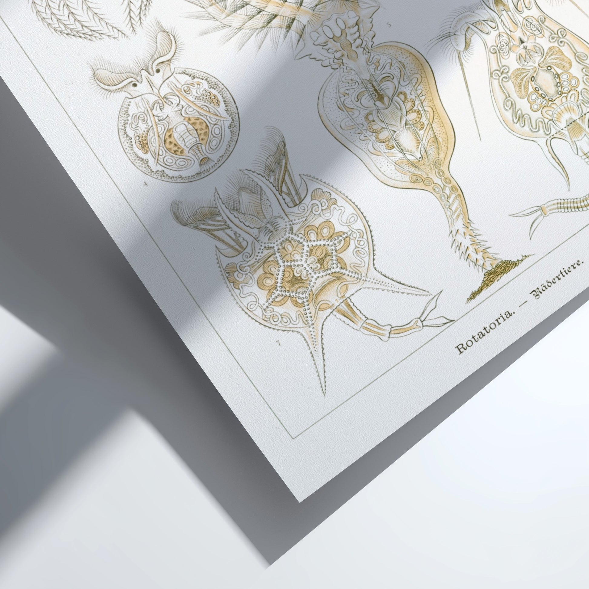 Vintage science art poster featuring detailed illustrations of Rotatoria Rädertiere by Ernst Haeckel.